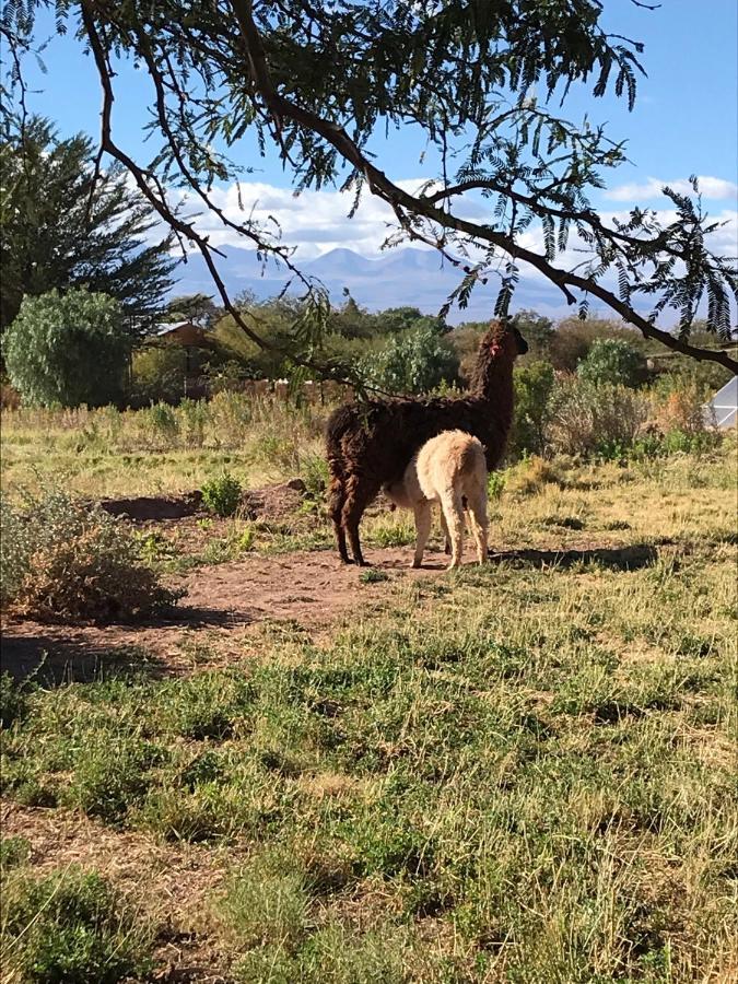 Eco-Lodge El Andinista San Pedro de Atacama Dış mekan fotoğraf