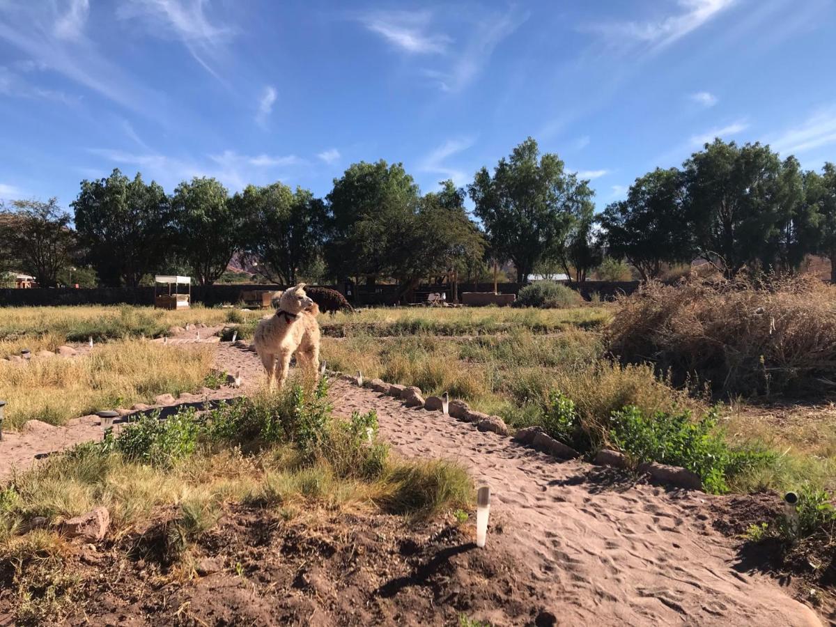 Eco-Lodge El Andinista San Pedro de Atacama Dış mekan fotoğraf